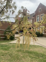Quercus