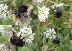 Volucella bombylans