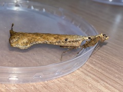 Pseudacanthops lobipes