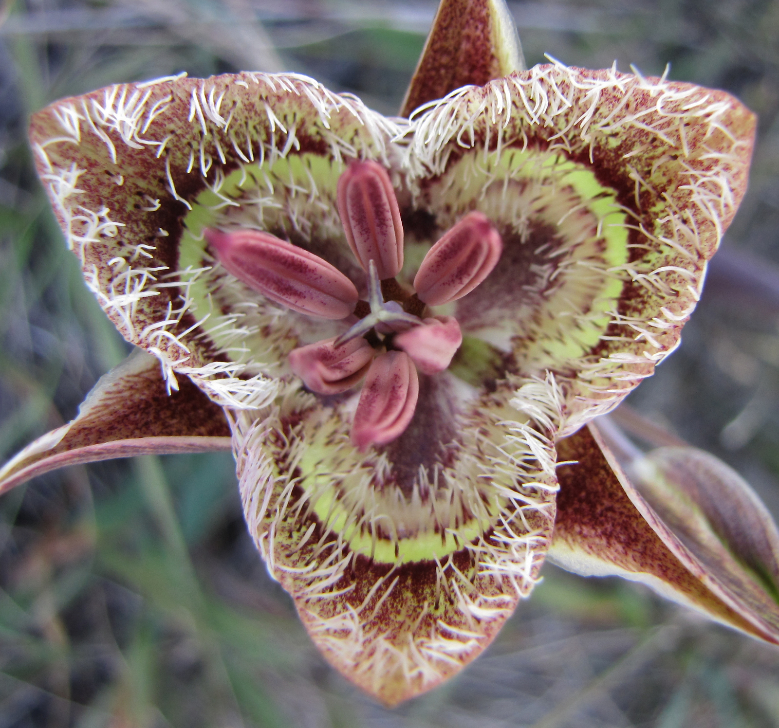 Calochortus tiburonensis