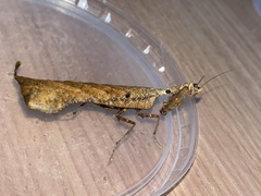 Pseudacanthops lobipes