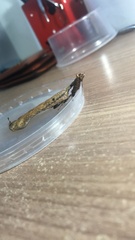 Pseudacanthops lobipes