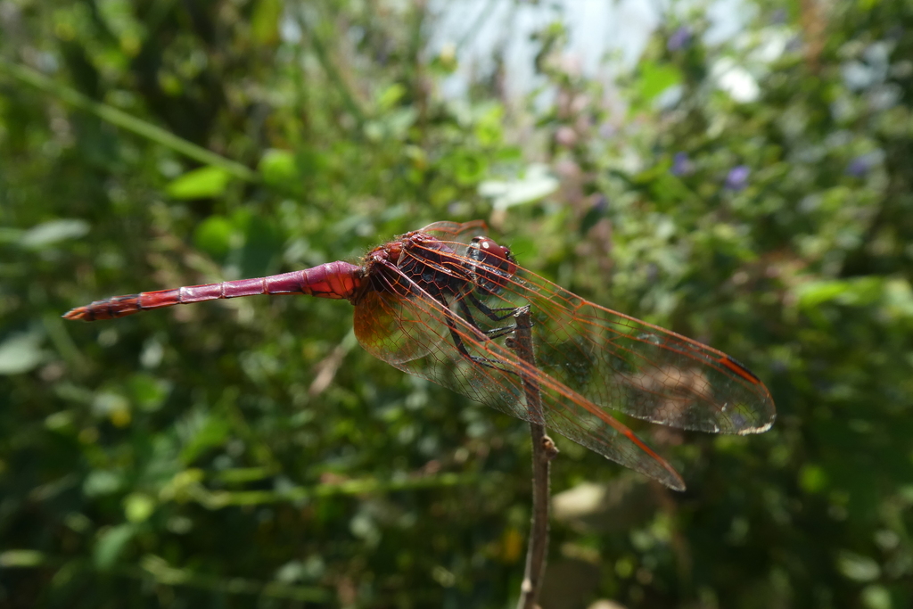 River Dropwing