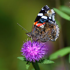 Vanessa atalanta