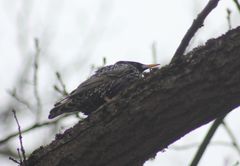 Sturnus vulgaris