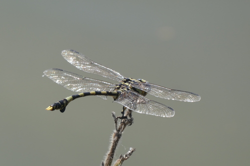 Tigertail