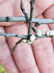 Allokermes cueroensis