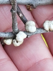 Allokermes cueroensis