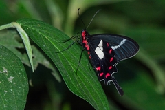 Parides agavus