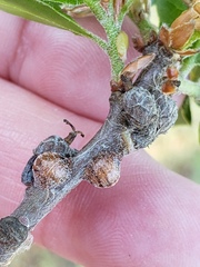 Allokermes cueroensis