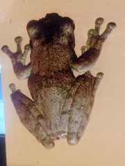 Itapotihyla langsdorffii