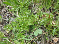 Valerianella turgida