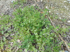 Valerianella turgida
