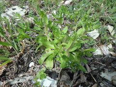 Valerianella turgida