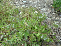 Valerianella turgida