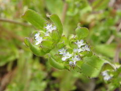 Valerianella turgida