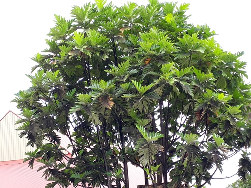Artocarpus altilis observed 2017-11-16