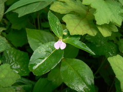 Impatiens minor