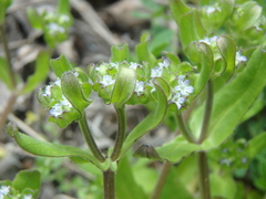 Valerianella turgida