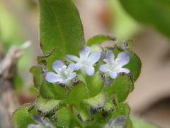 Valerianella turgida