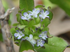 Valerianella turgida