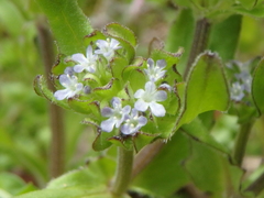 Valerianella turgida