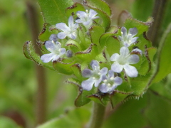 Valerianella turgida