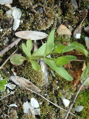 Valerianella turgida