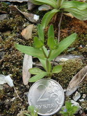 Valerianella turgida