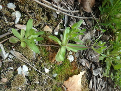 Valerianella turgida