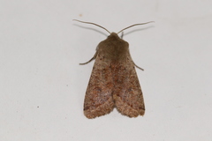 Orthosia pacifica