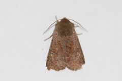 Orthosia pacifica