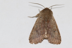 Orthosia pacifica