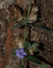Barleria spinulosa