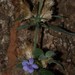 Barleria spinulosa - Photo (c) Duncan McKenzie, algunos derechos reservados (CC BY-NC), uploaded by Duncan McKenzie
