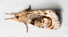 Zalissa catocalina