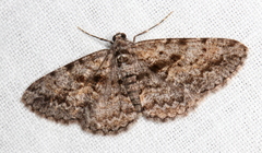 Boarmia suasaria