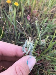 Extriplex joaquinana