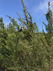 Cliffortia strobilifera