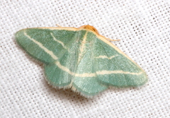 Mixocera latilineata