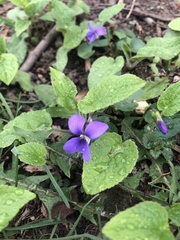 Viola sororia