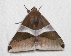 Dysgonia constricta