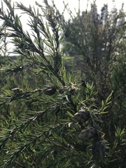 Cliffortia strobilifera