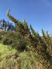 Cliffortia strobilifera