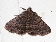 Diatenes aglossoides