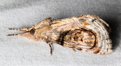Zalissa catocalina