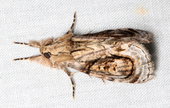 Zalissa catocalina