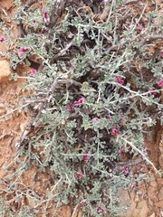 Indigofera obcordata