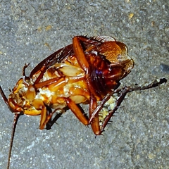 Periplaneta americana