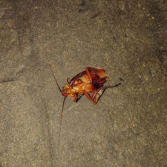 Periplaneta americana